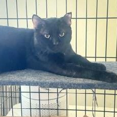 Enlarge Emmet, a Adoptable Bombay in Fort Lauderdale, FL image 2/2