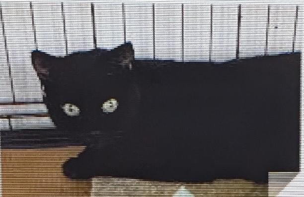 Enlarge Emmet, a Adoptable Bombay in Fort Lauderdale, FL image 1/2