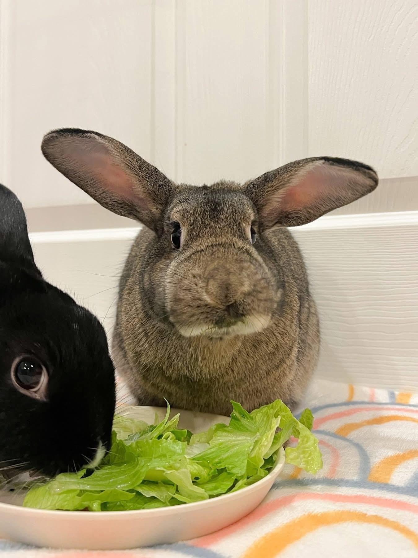 Destin and Blockbuster, Adoptable, Adult Female New Zealand.