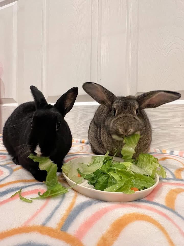 Enlarge Destin and Blockbuster, a Adoptable New Zealand in St. Charles, MO image 2/4