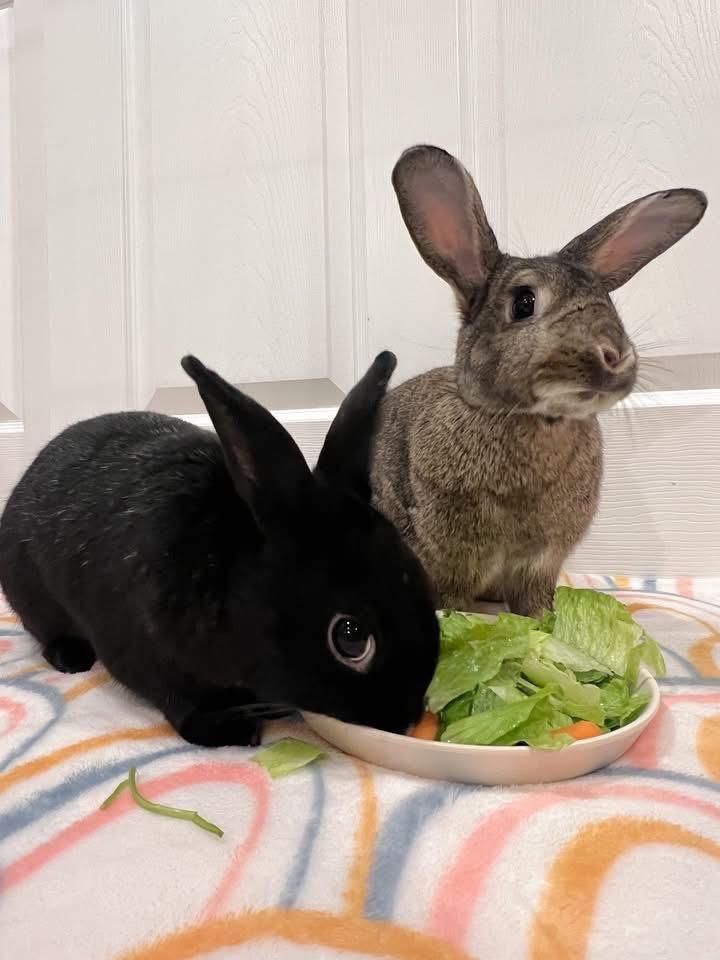 Enlarge Destin and Blockbuster, a Adoptable New Zealand in St. Charles, MO image 3/4