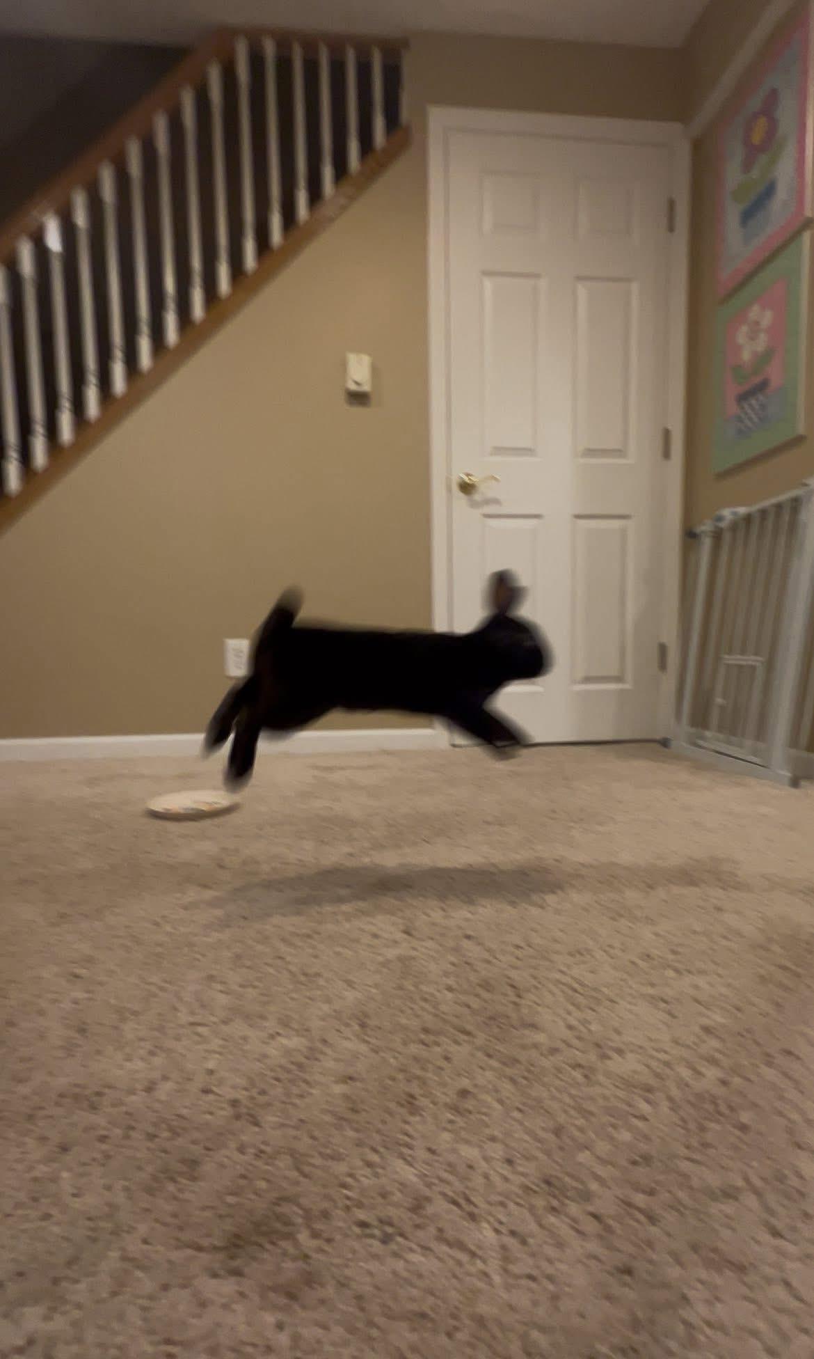 Enlarge Destin and Blockbuster, a Adoptable New Zealand in St. Charles, MO image 4/4