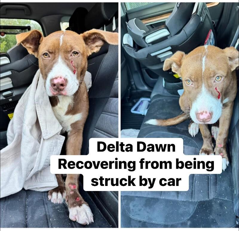 Delta Dawn, a Adoptable Mixed Breed in Alamo, TN image 2/2