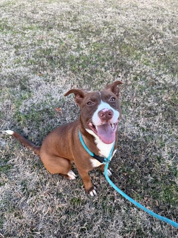 Delta Dawn, Adoptable, Young Female Mixed Breed.