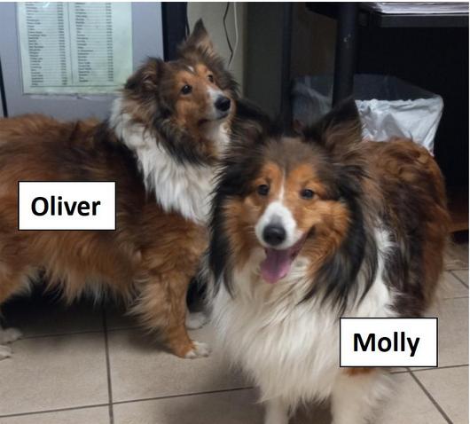 Enlarge Oliver Twist & Molly By Golly, a ADOPTABLE Shetland Sheepdog / Sheltie in Westfield, NY image 4/4