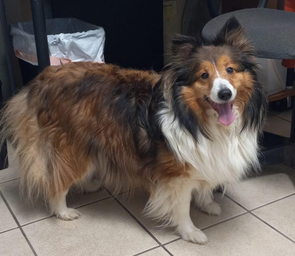 Enlarge Oliver Twist & Molly By Golly, a ADOPTABLE Shetland Sheepdog / Sheltie in Westfield, NY image 3/4