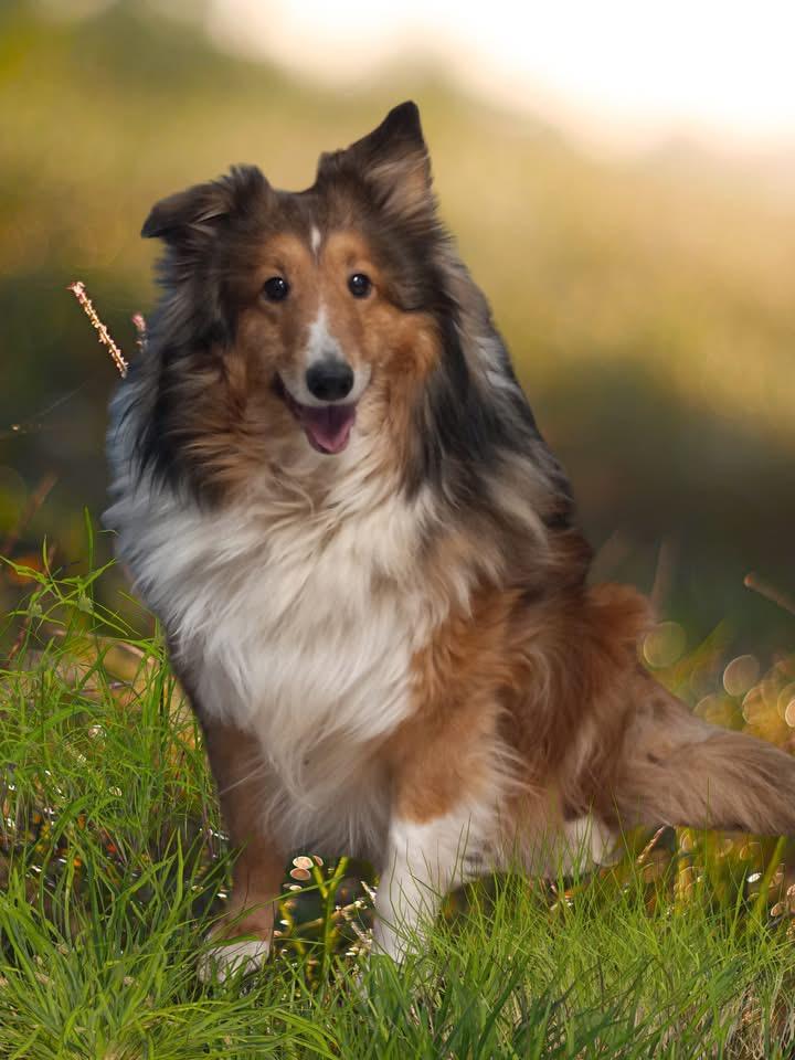 Enlarge Oliver Twist & Molly By Golly, a ADOPTABLE Shetland Sheepdog / Sheltie in Westfield, NY image 2/4