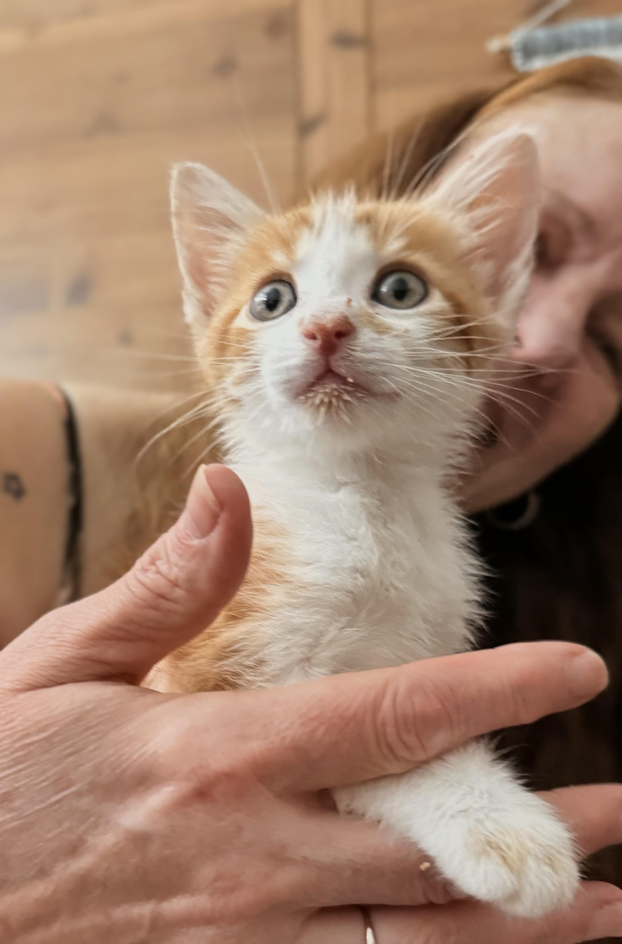 Rusty, ADOPTABLE, Kitten Male Domestic Short Hair.