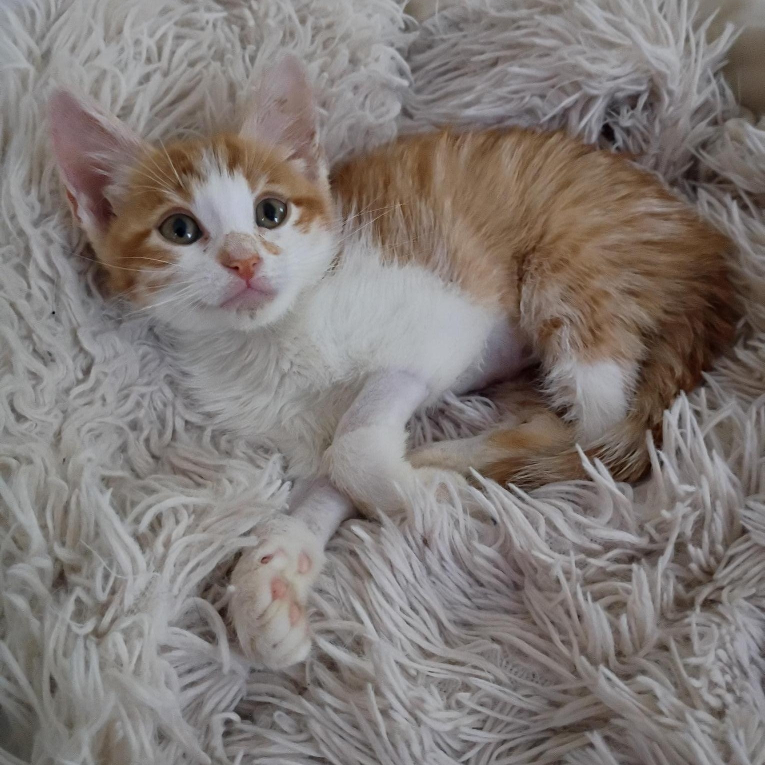 Rusty, a ADOPTABLE Domestic Short Hair in Arnold, MO image 2/4