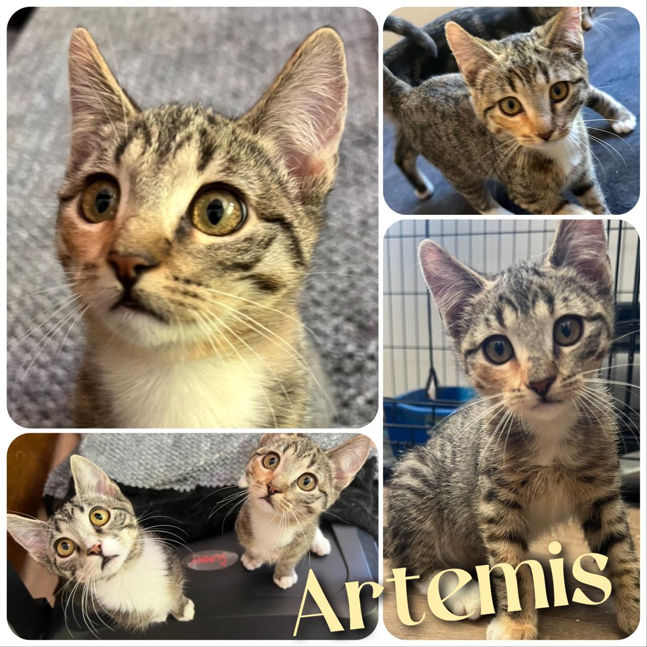 Artemis