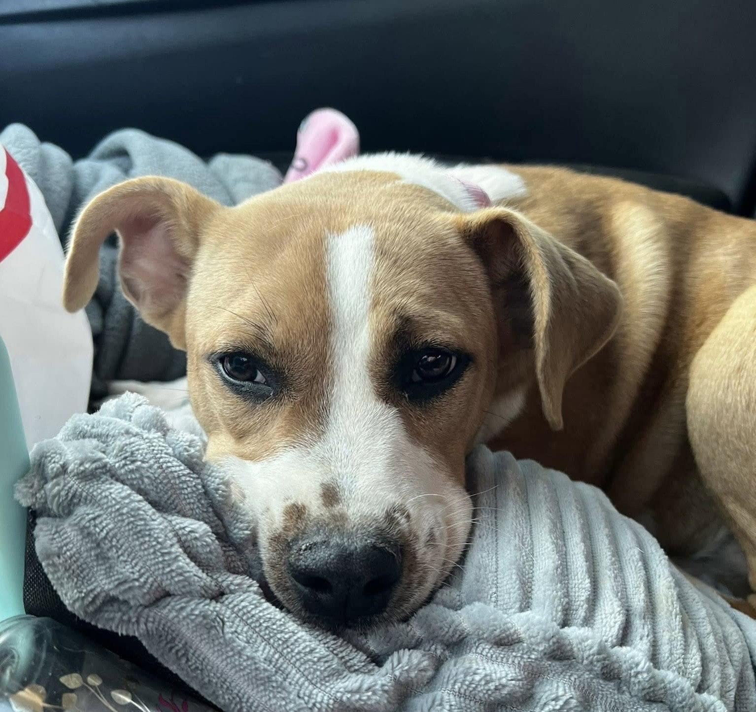 Fallon SS in RI, Adoptable, Puppy Female Terrier.