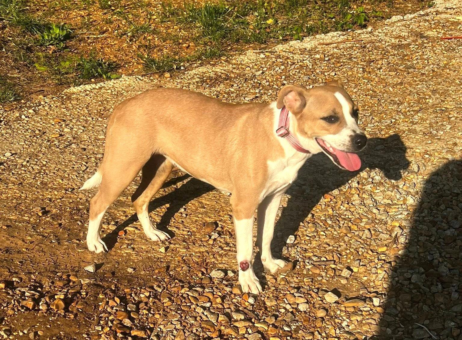 Enlarge Fallon SS in RI, a Adoptable Terrier in Warwick, RI image 2/3
