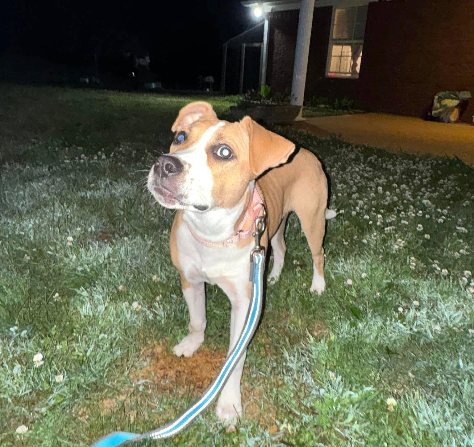 Enlarge Fallon SS in RI, a Adoptable Terrier in Warwick, RI image 3/3