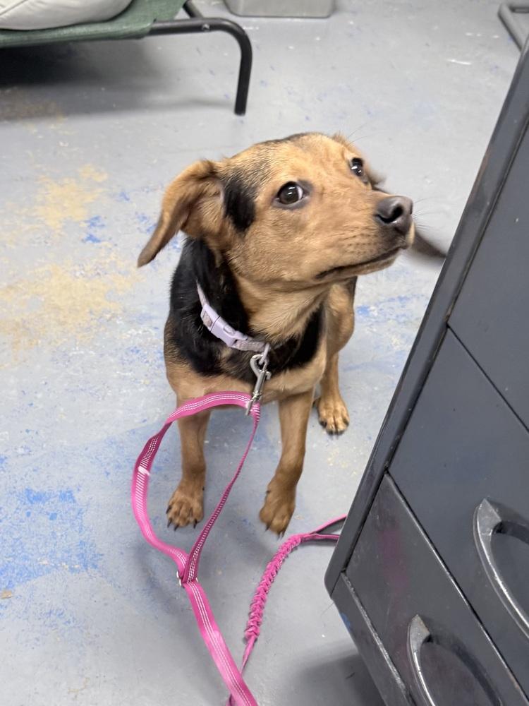 Chloe, a Adoptable mixed breed in Franklin, PA image 1/4