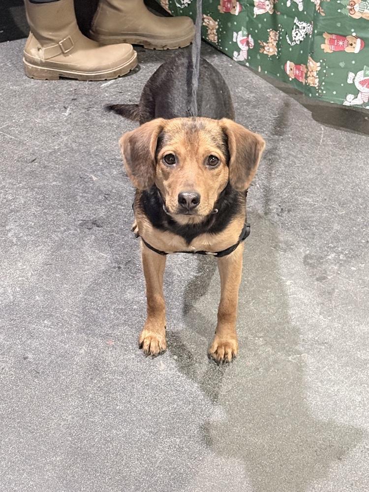 Chloe, a Adoptable mixed breed in Franklin, PA image 2/4