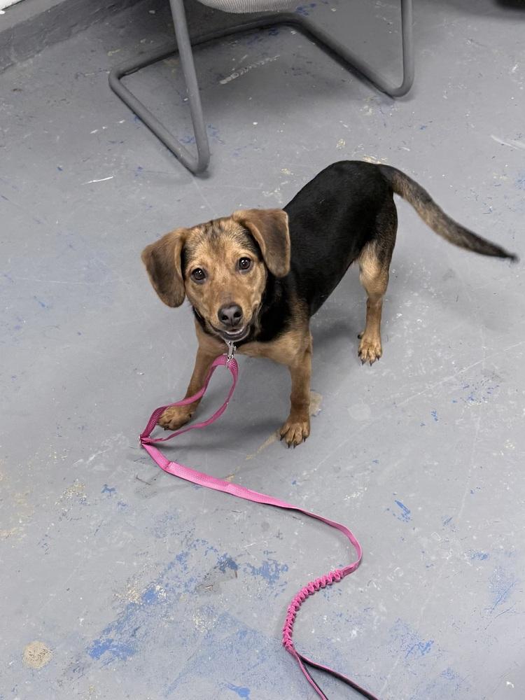 Chloe, a Adoptable mixed breed in Franklin, PA image 3/4