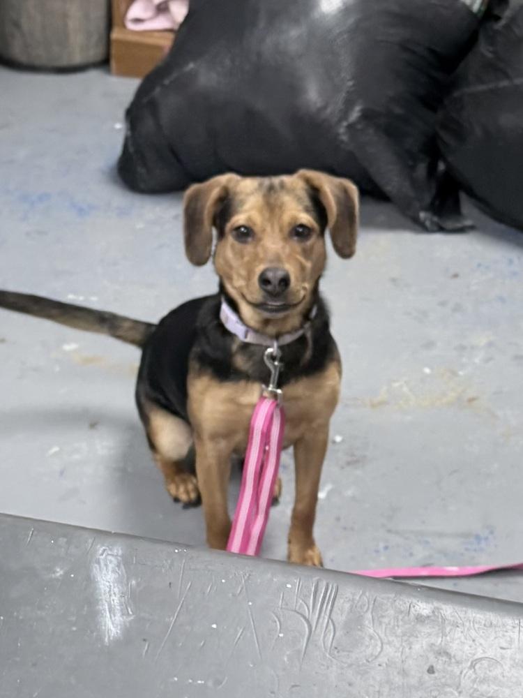 Chloe, a Adoptable mixed breed in Franklin, PA image 4/4