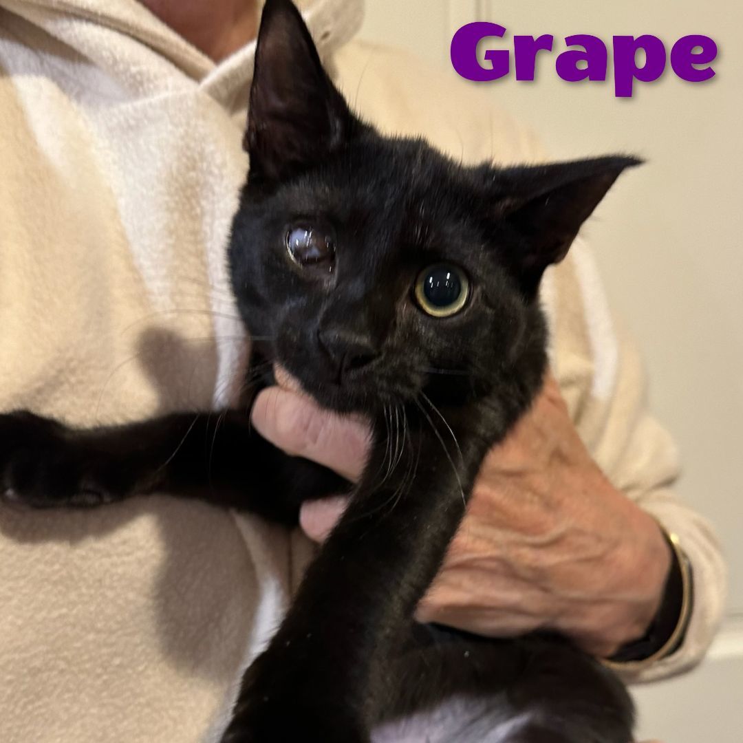 Grape and Olive 2