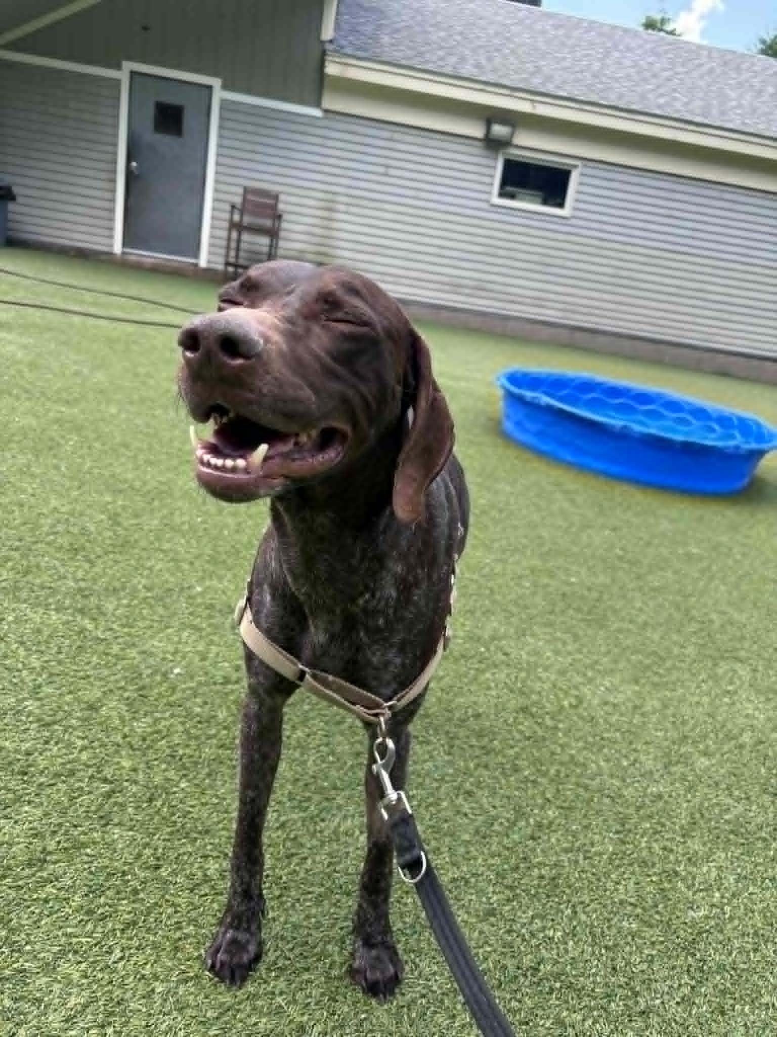 Ammo, Adoptable, Adult Male German Shorthaired Pointer.