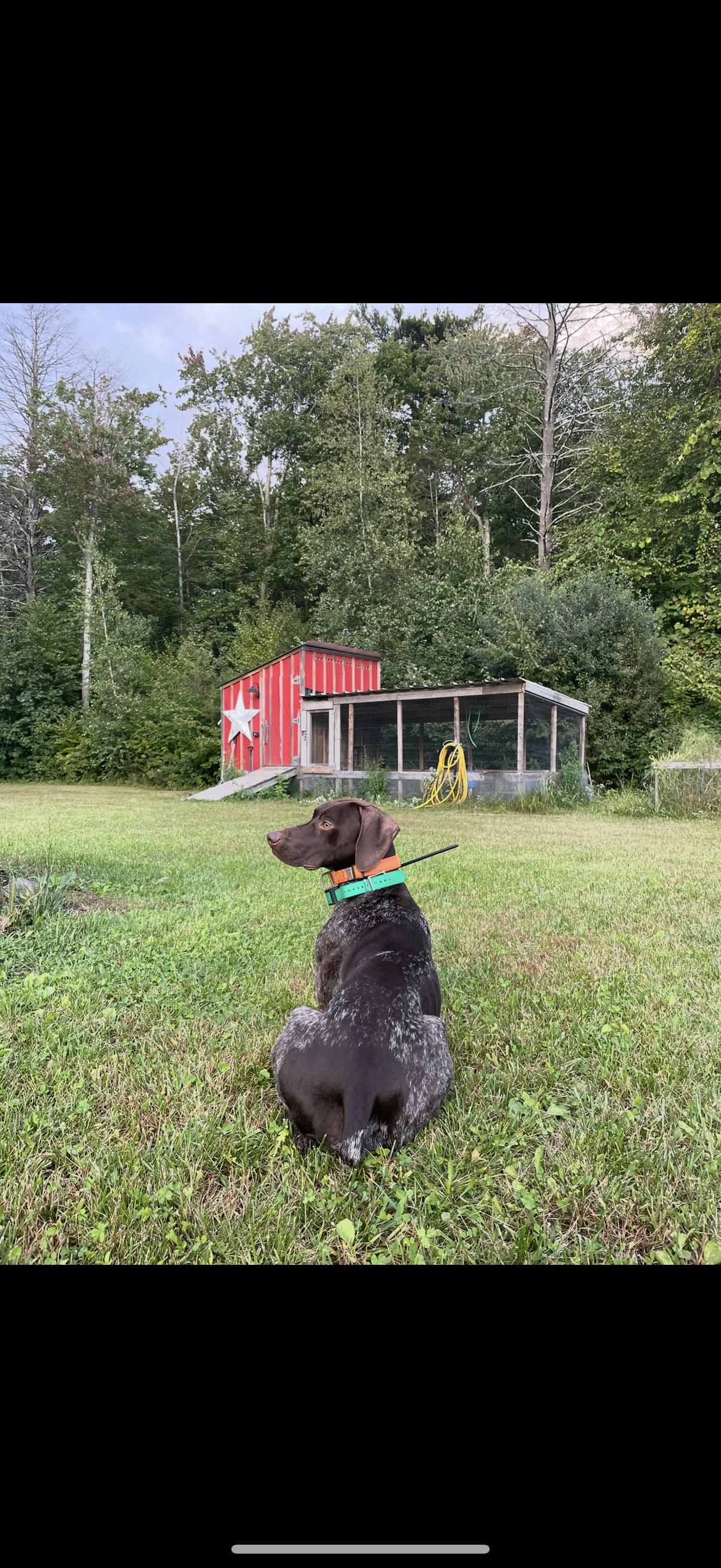 Enlarge Ammo, a Adoptable German Shorthaired Pointer in Tewksbury, MA image 4/4