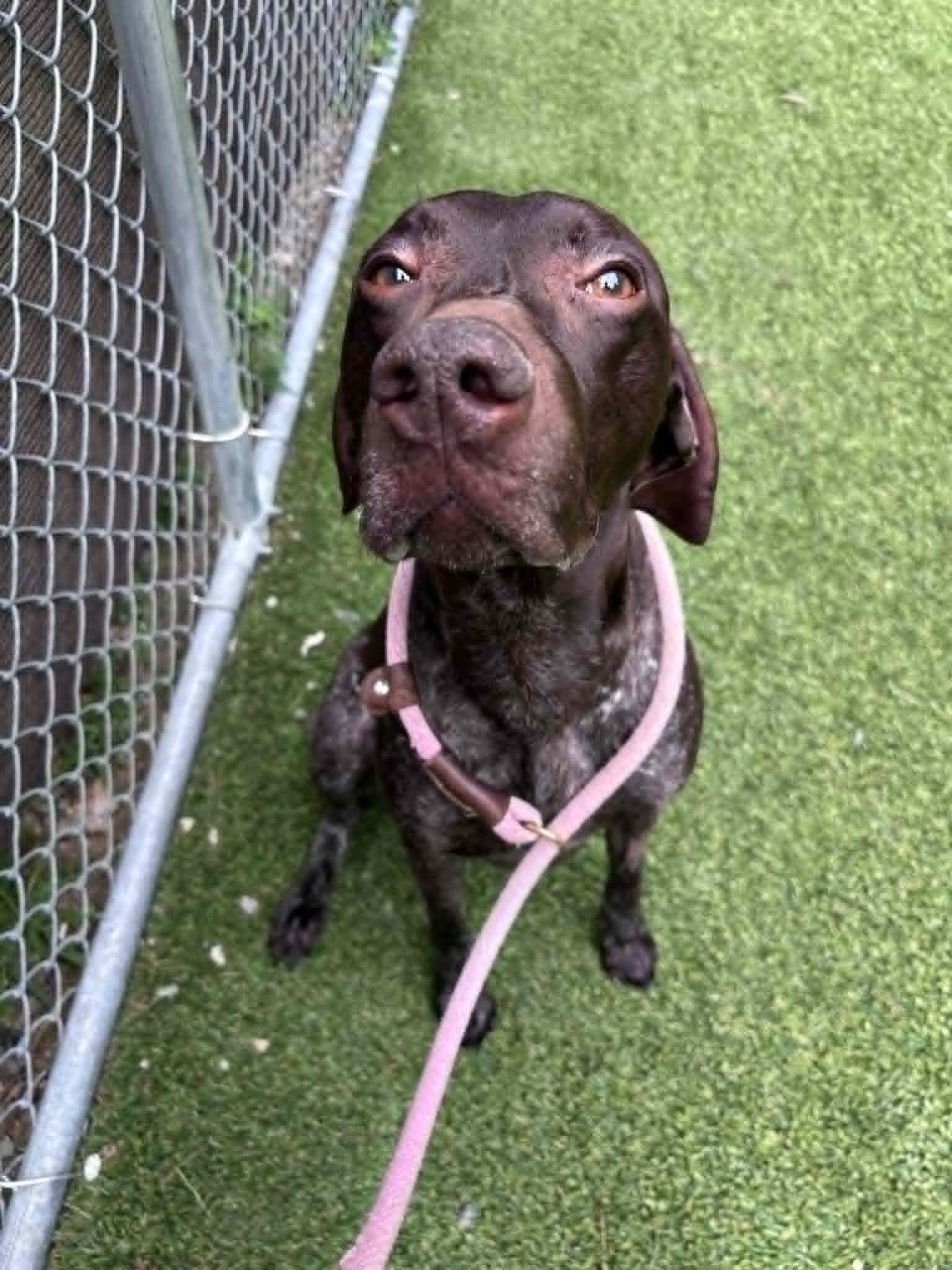 Enlarge Ammo, a Adoptable German Shorthaired Pointer in Tewksbury, MA image 2/4