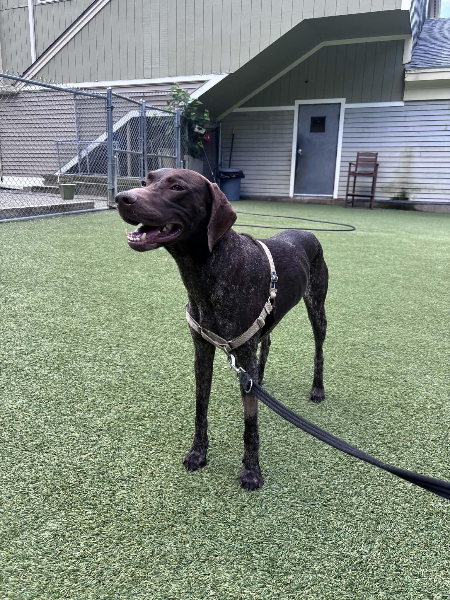 Enlarge Ammo, a Adoptable German Shorthaired Pointer in Tewksbury, MA image 3/4