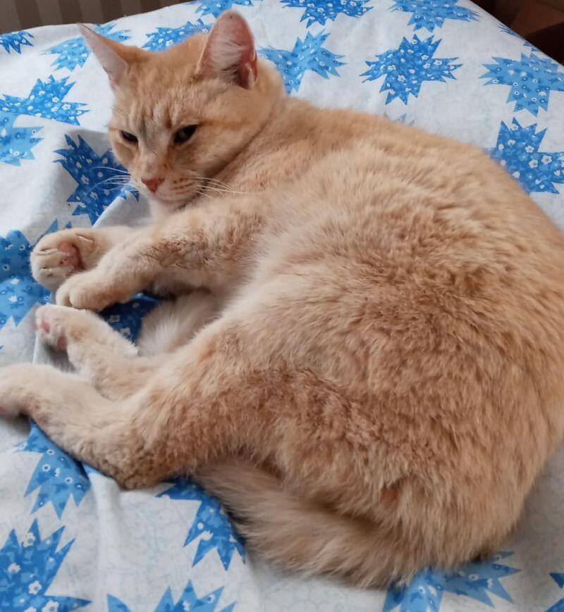 Chestnut, Adoptable, Adult Male Domestic Short Hair.