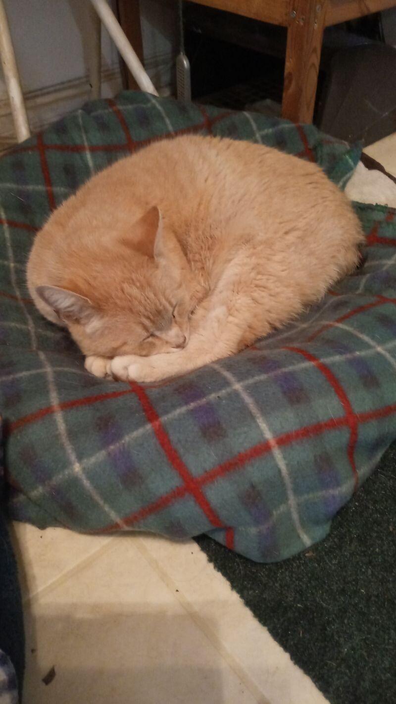 Chestnut, a Adoptable Domestic Short Hair in Grand Rapids, MI image 2/6