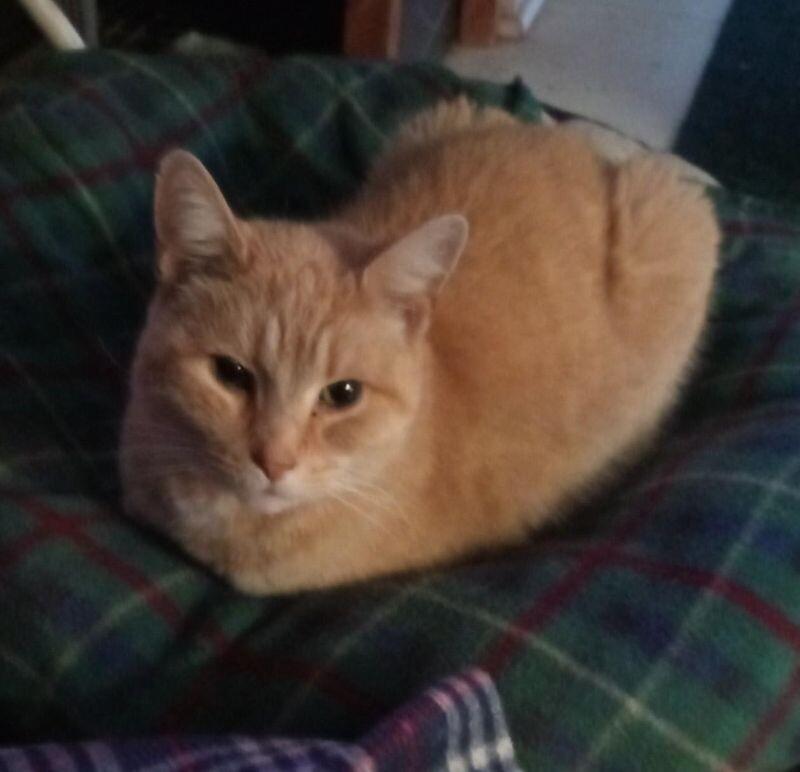 Chestnut, a Adoptable Domestic Short Hair in Grand Rapids, MI image 3/6