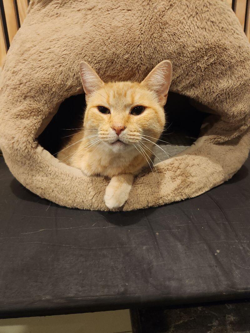 Chestnut, Adoptable, Adult Male Domestic Short Hair.