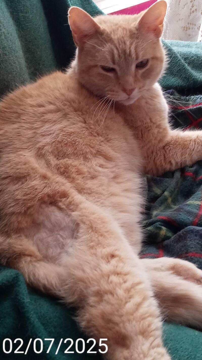 Chestnut, a Adoptable Domestic Short Hair in Grand Rapids, MI image 6/6