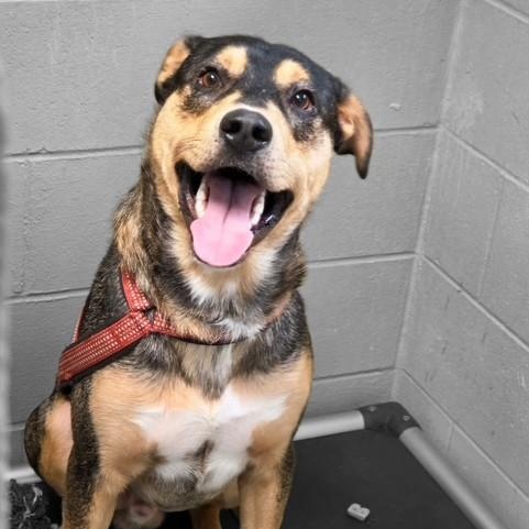 Enlarge Titan, a Adoptable mixed breed in Triadelphia, WV image 1/1