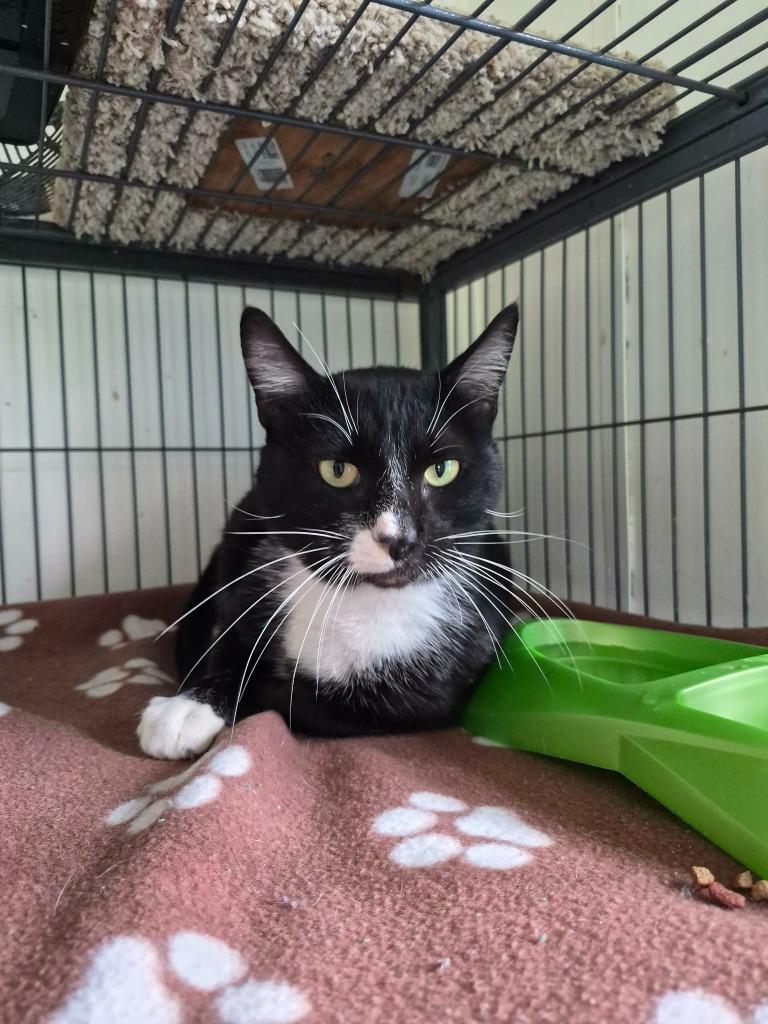 Enlarge Socks, a Adoptable Domestic Short Hair in Center, TX image 1/1