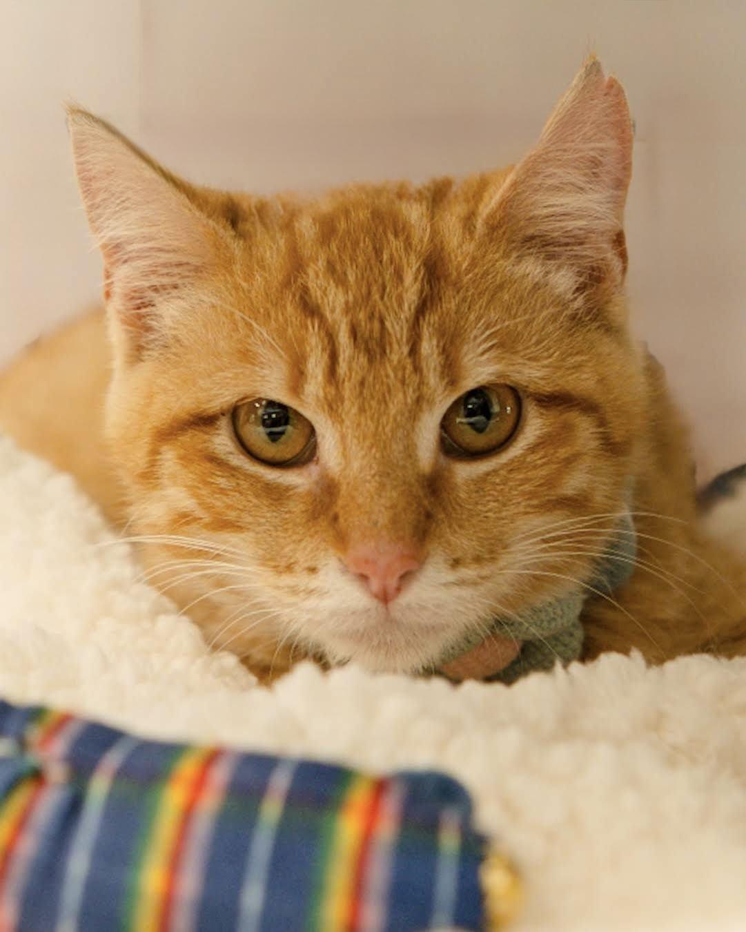 Enlarge Ponyo (biscuit making queen), a Adoptable Domestic Short Hair in Houston, TX image 4/4