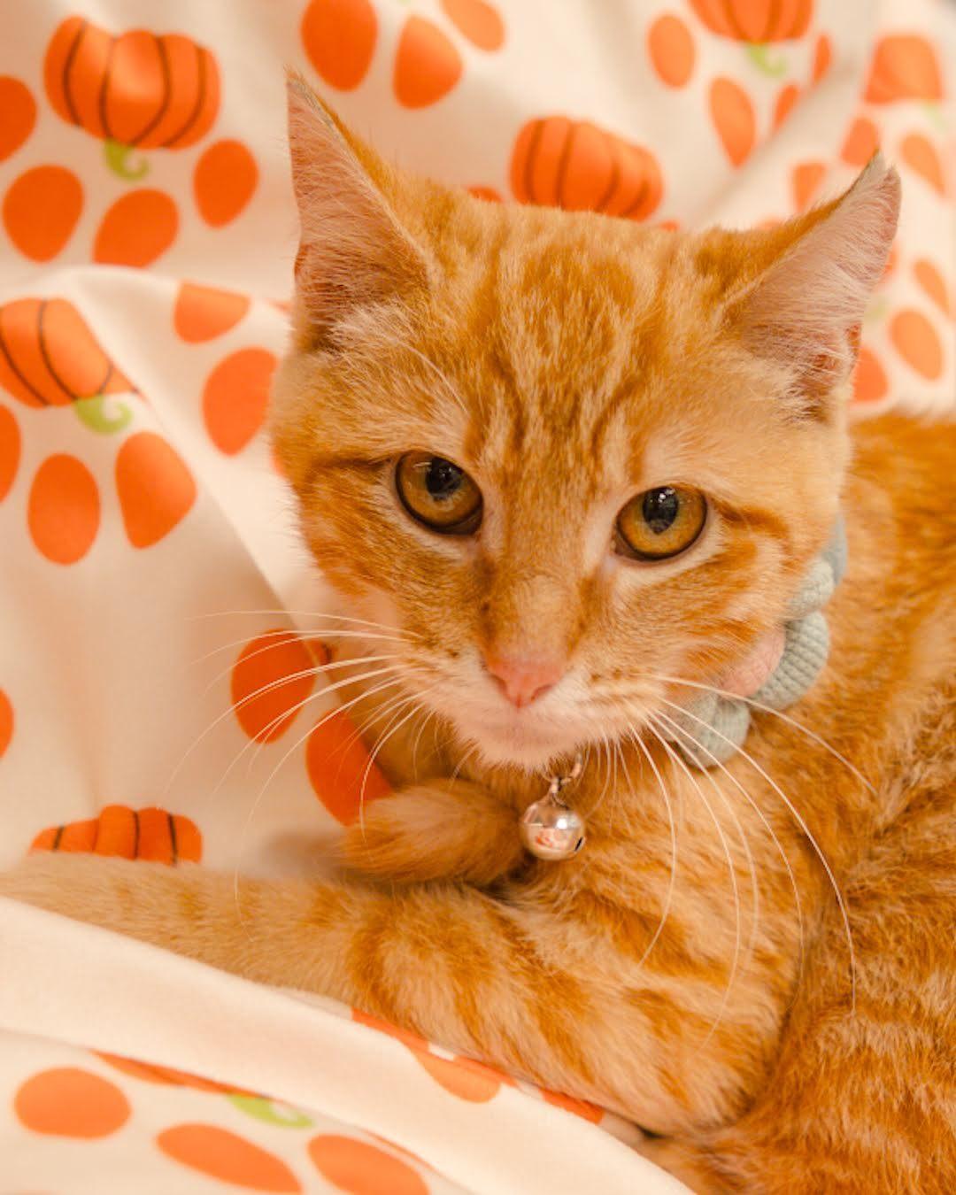 Enlarge Ponyo (biscuit making queen), a Adoptable Domestic Short Hair in Houston, TX image 3/4