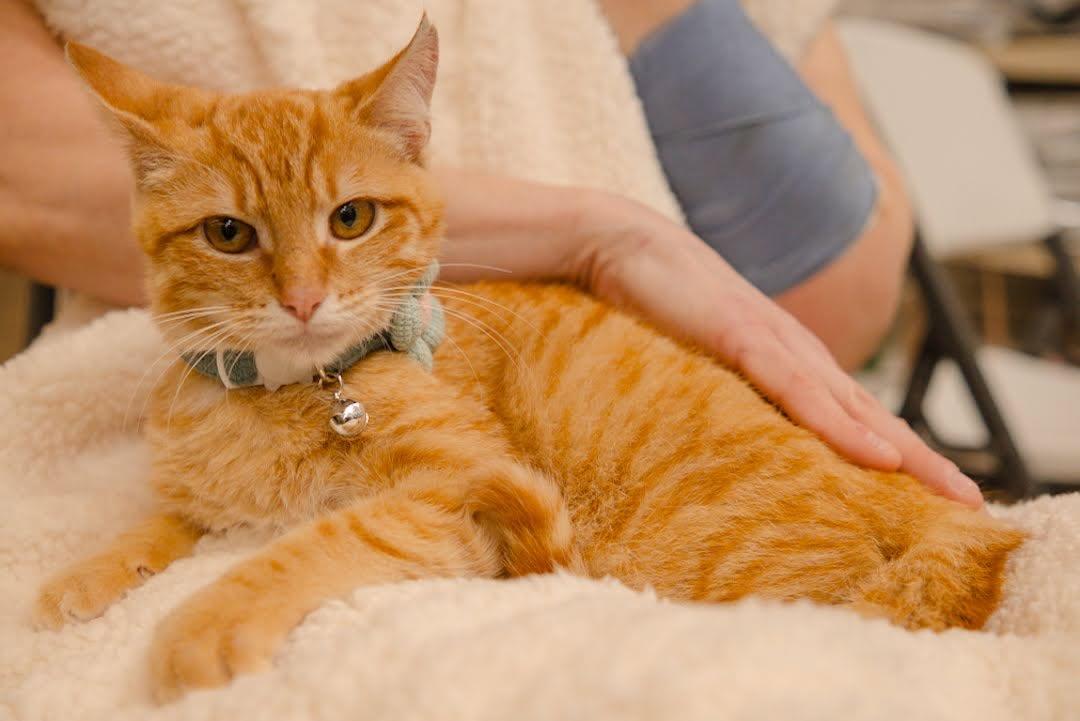 Enlarge Ponyo (biscuit making queen), a Adoptable Domestic Short Hair in Houston, TX image 1/4