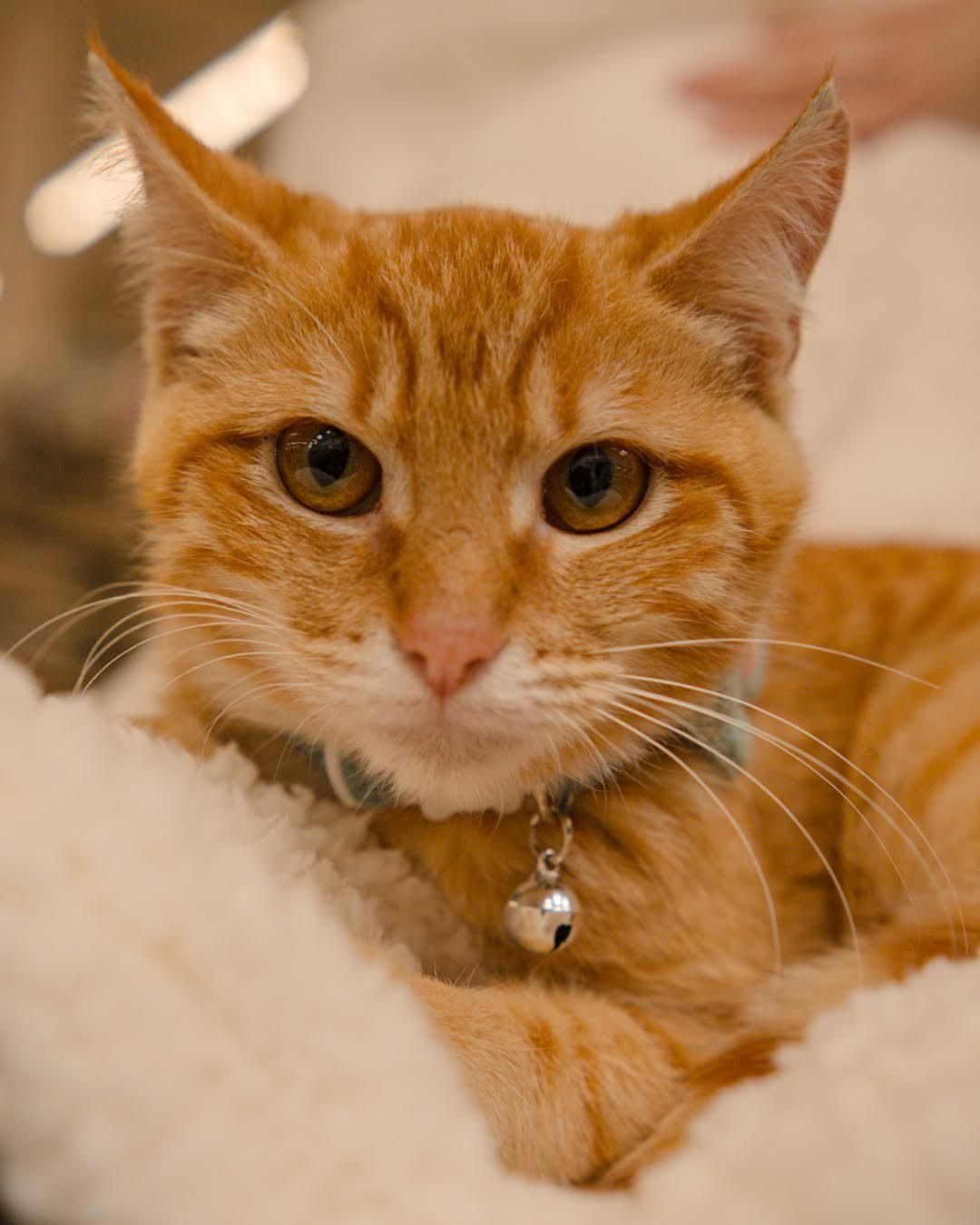 Enlarge Ponyo (biscuit making queen), a Adoptable Domestic Short Hair in Houston, TX image 2/4