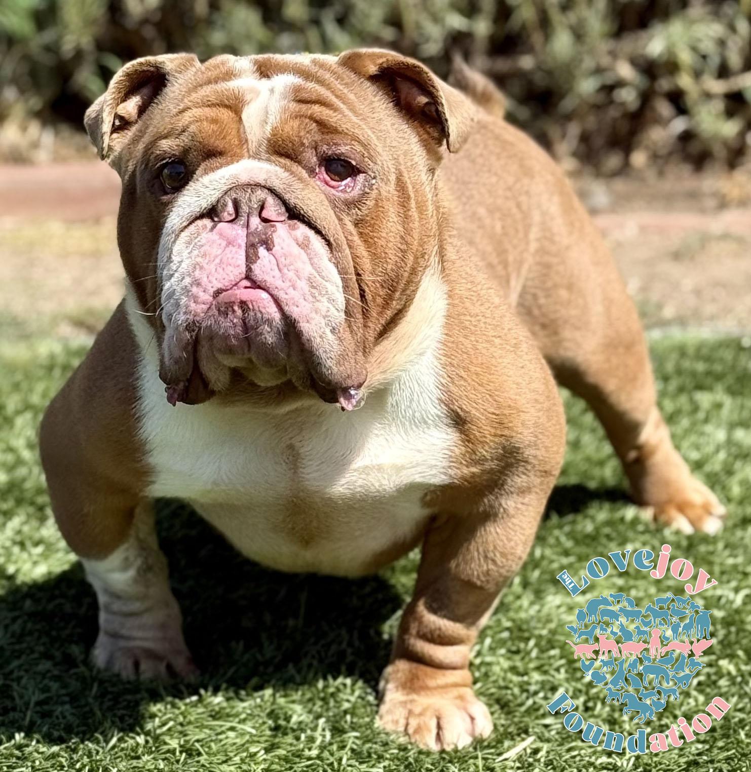 Bruno