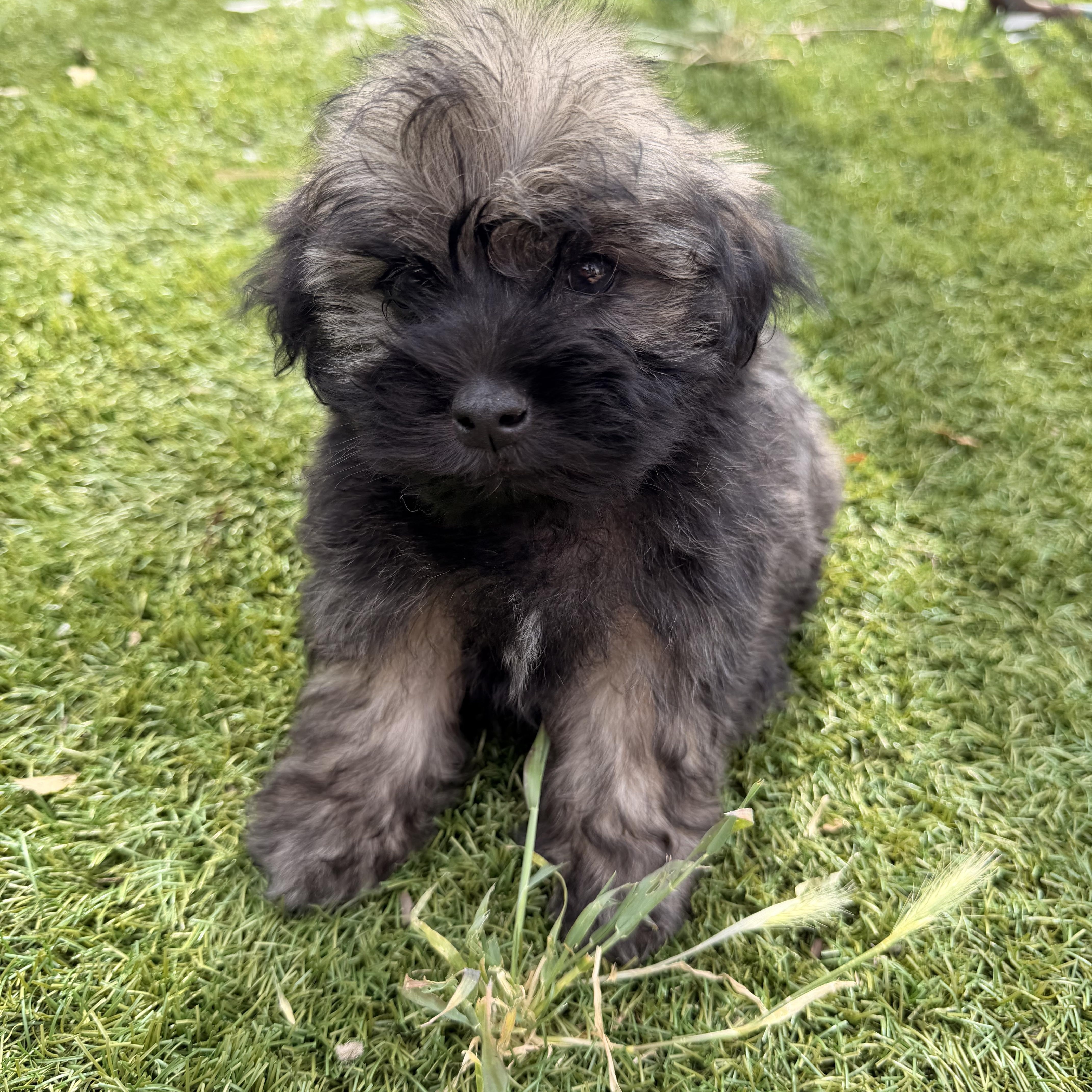 Luke, ADOPTABLE, Puppy Male Shih Tzu.