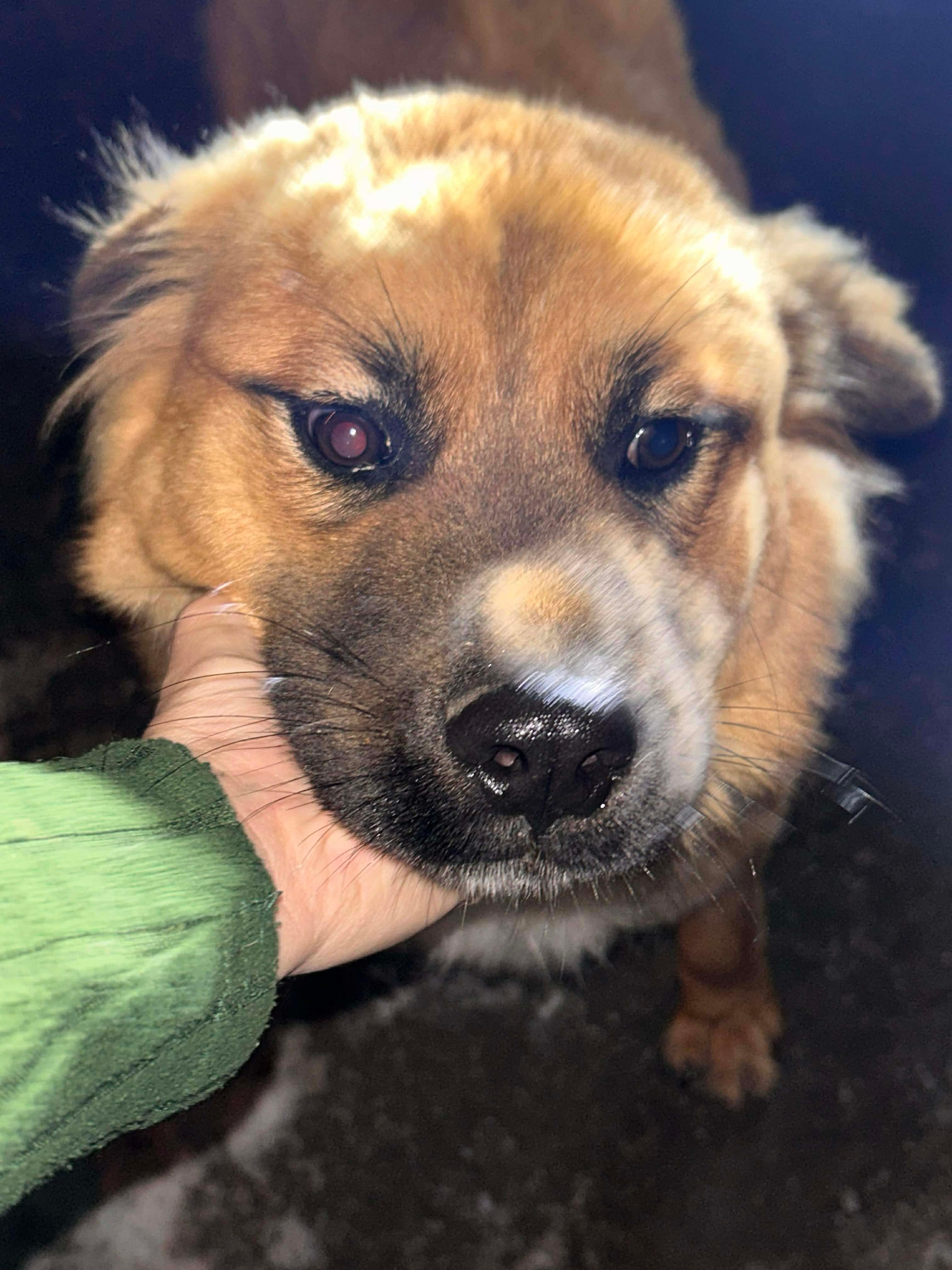 Onion, an adoptable German Shepherd Dog in Edmonton, AB, T5Y 3N6 | Photo Image 1