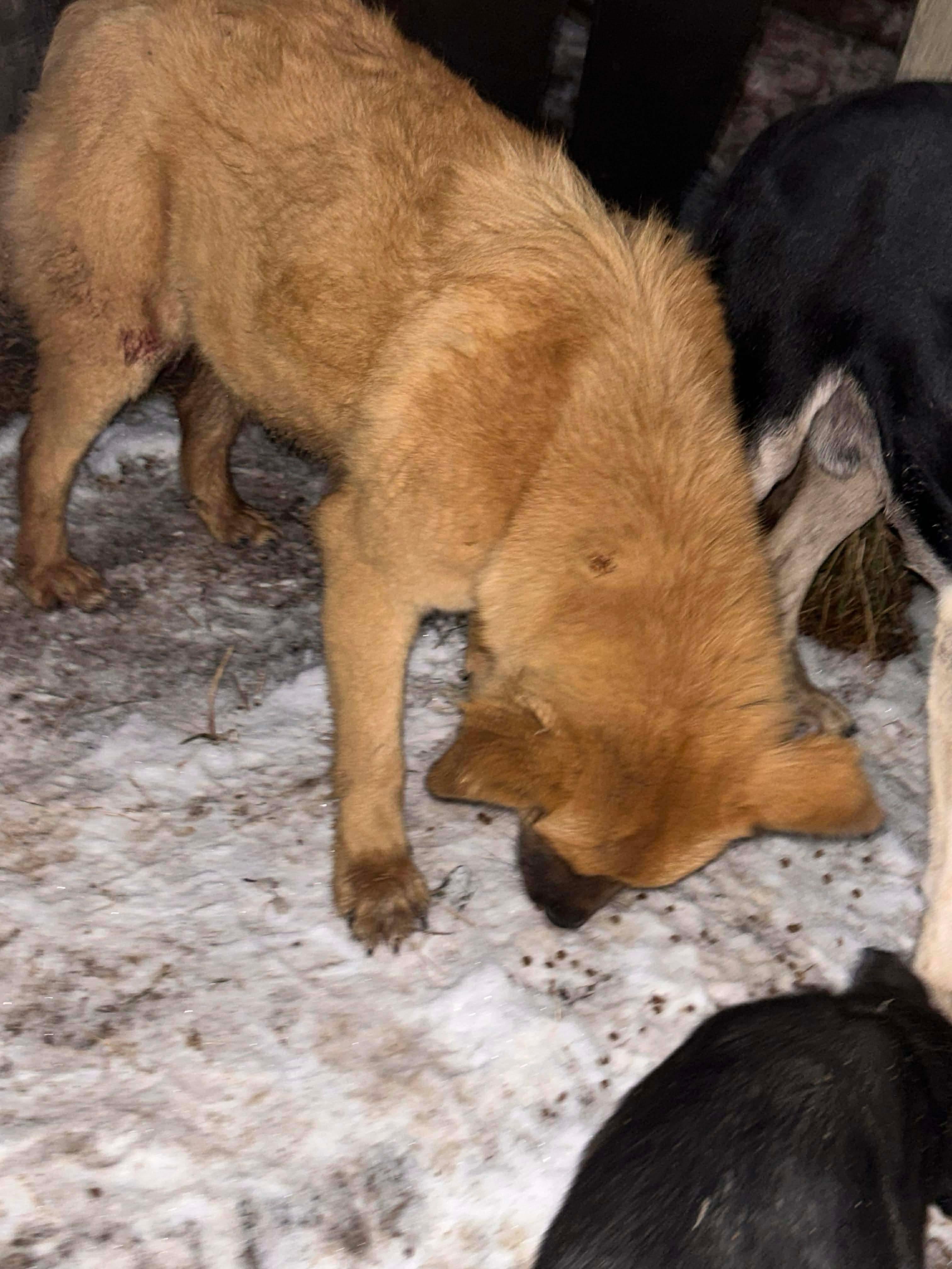 Onion, an adoptable German Shepherd Dog in Edmonton, AB, T5Y 3N6 | Photo Image 2