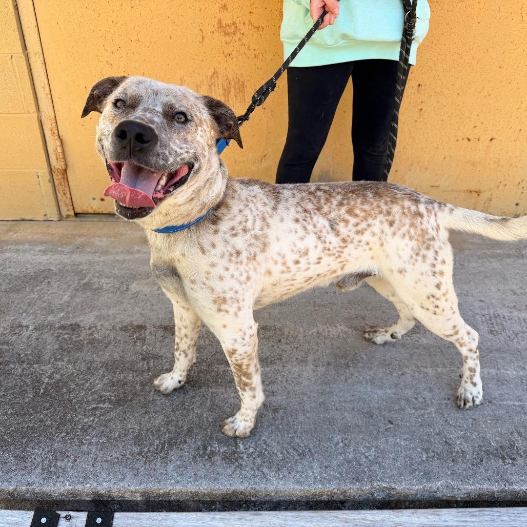 Chevy HW+, a Adoptable Cattle Dog in Trenton, GA image 1/4