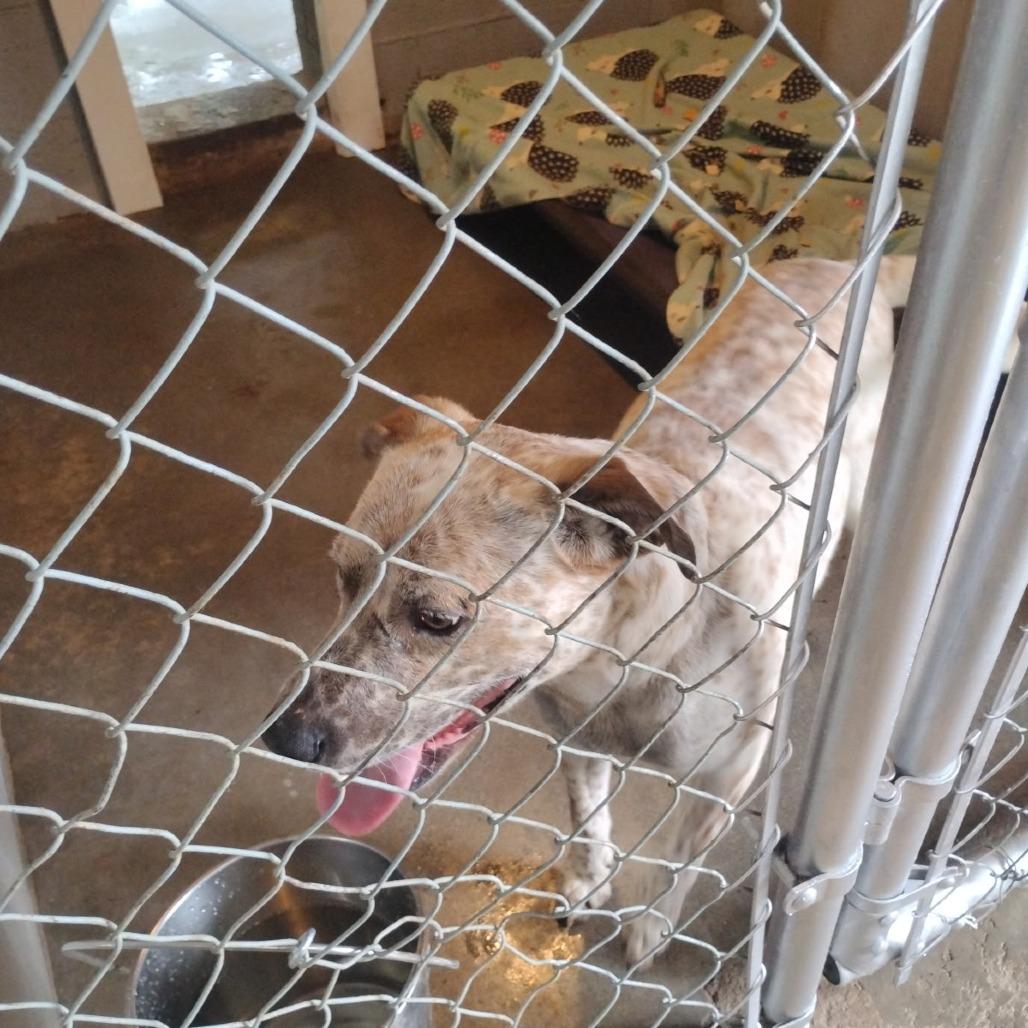 Chevy HW+, a Adoptable Cattle Dog in Trenton, GA image 2/4