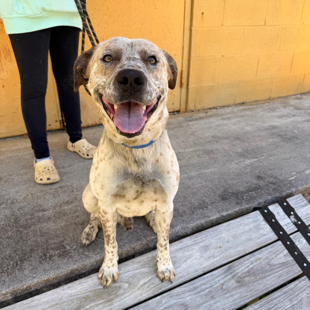 Chevy HW+, a Adoptable Cattle Dog in Trenton, GA image 3/4