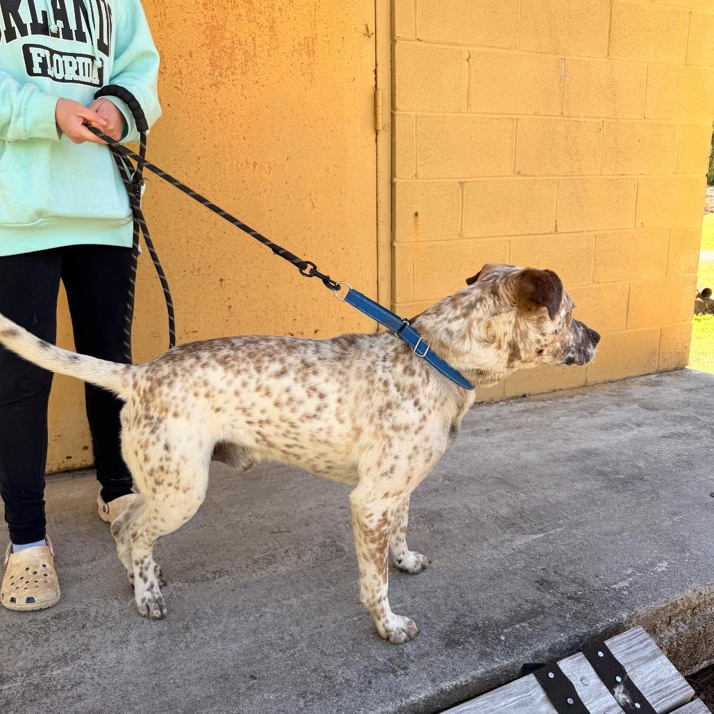 Chevy HW+, a Adoptable Cattle Dog in Trenton, GA image 4/4