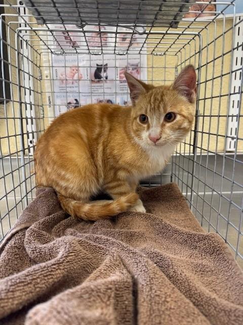 Enlarge KYO, a Adoptable Domestic Short Hair in Fort Myers, FL image 1/1