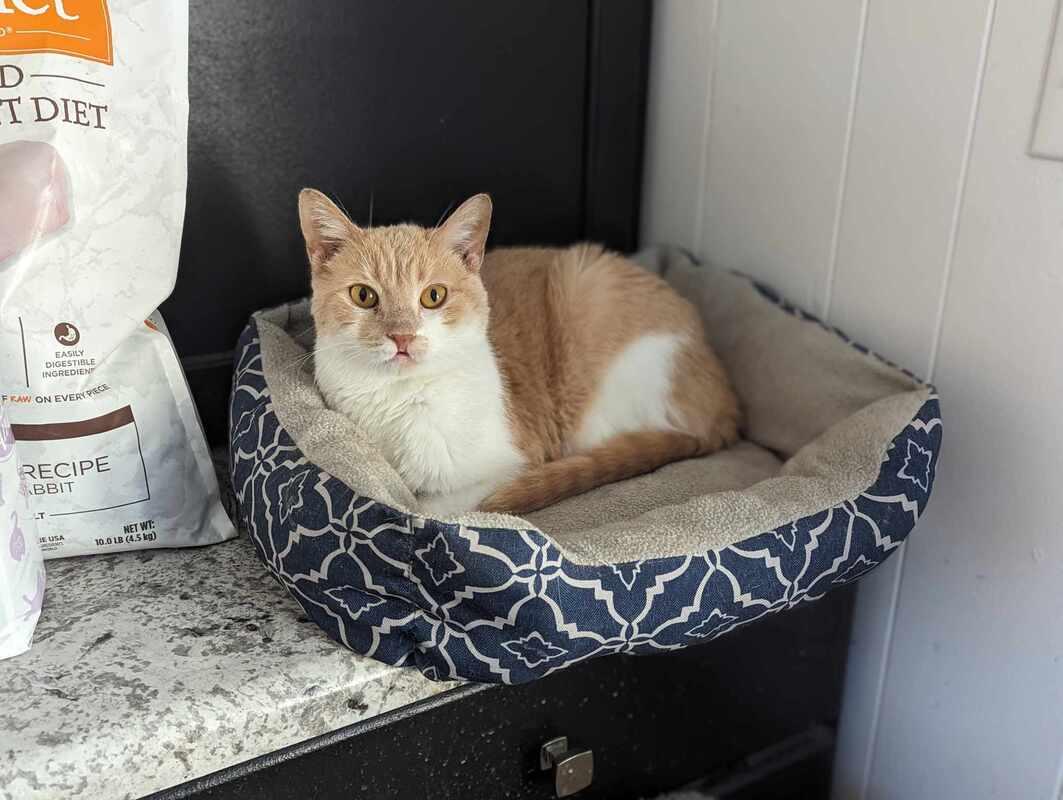 Lawrence (ask to meet me!), ADOPTABLE, Adult Male Domestic Short Hair.