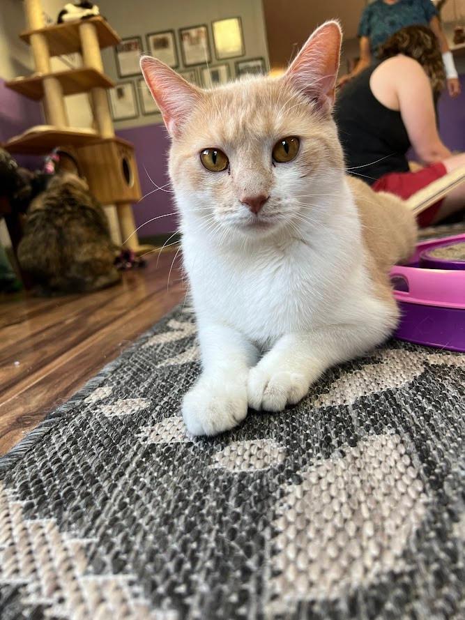 Enlarge Lawrence (ask to meet me!), a ADOPTABLE Domestic Short Hair in Kalamazoo, MI image 5/5
