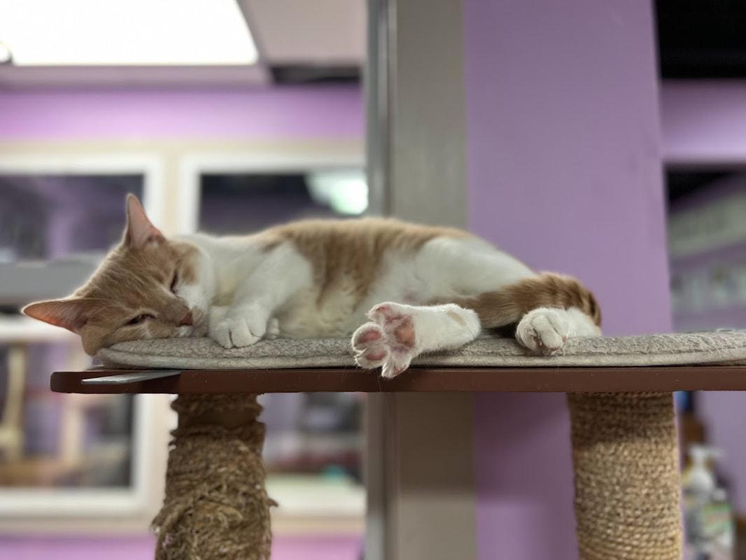 Enlarge Lawrence (ask to meet me!), a ADOPTABLE Domestic Short Hair in Kalamazoo, MI image 4/5