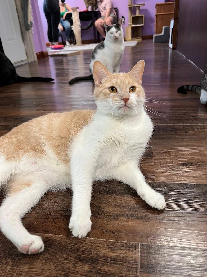 Enlarge Lawrence (ask to meet me!), a ADOPTABLE Domestic Short Hair in Kalamazoo, MI image 3/5